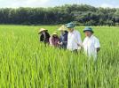 Đồng chí Trần Trọng Yên, Phó Chủ tịch UBND xã Nghĩa Đàn kiểm tra thực tế tình hình sâu bệnh hại lúa vụ Hè thu – Mùa